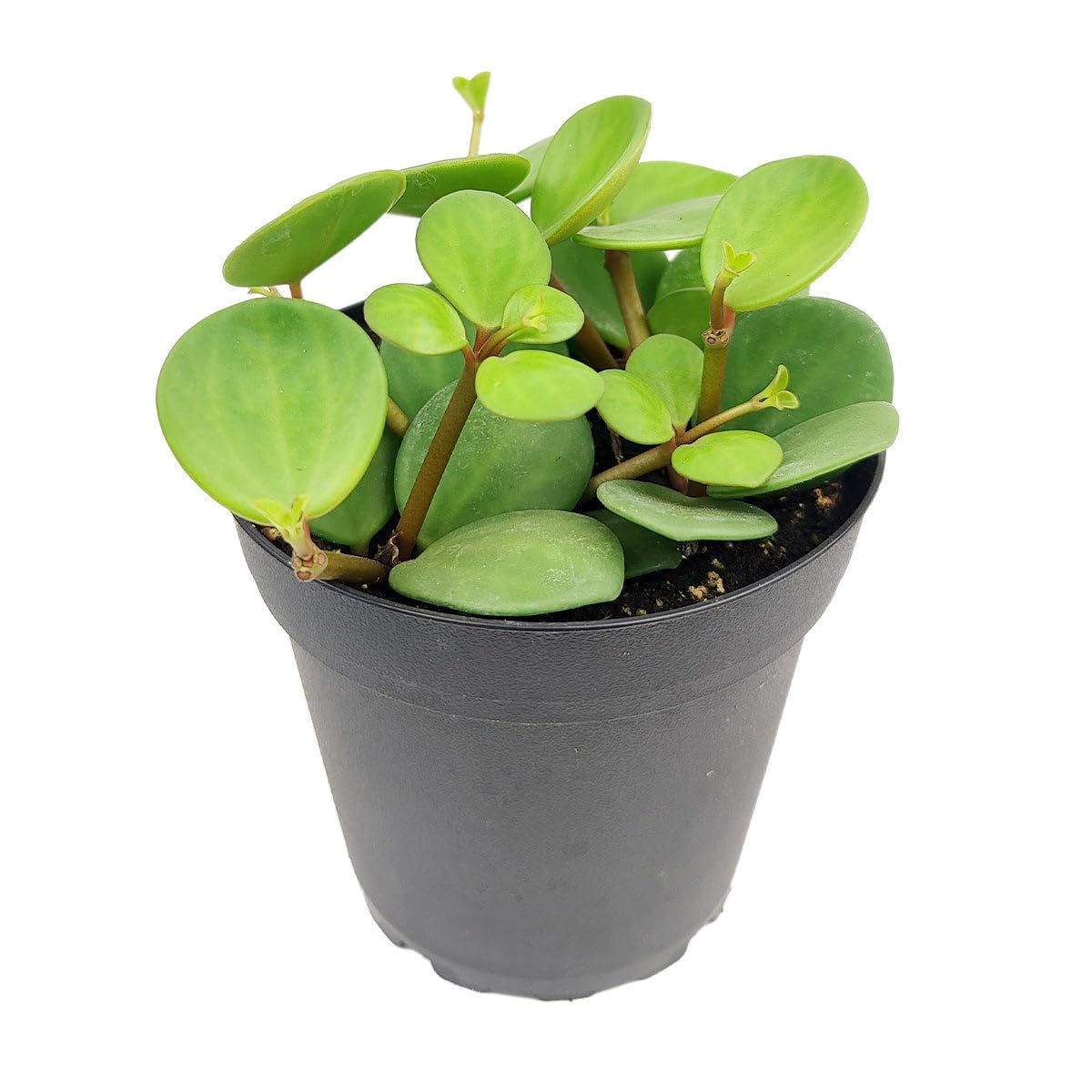 Peperomia 'Hope' (4 inch) - Lucky Houseplants - 4/6 inch Unique Live Decorative Houseplants - Easy to Care Indoor Plants, Perfect for Office, Home & Feng Shui Decor