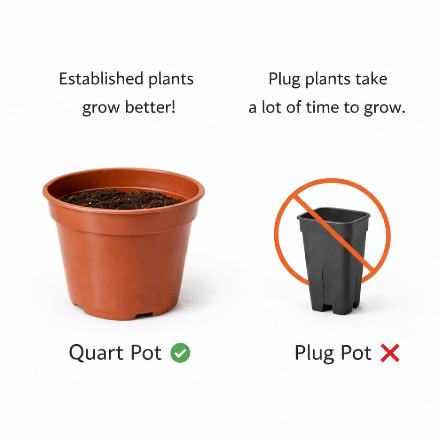 Easy to Grow Houseplants Mix Pack of 3 Full Size Potted Plants - Established & Rooted in 4" Quart Pots, Growers Assorted Mix of Air-Purifying Large Plants (Not Starter Plugs)