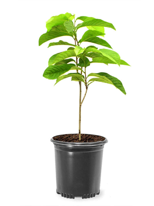 American Plant Exchange Paw Paw Tree, Live 1-Gallon Pot, Tropical-Looking Leaves, Edible Fruit, Banana-Pineapple-Mango Flavor, Full Sun to Partial Shade, Requires Multiple Trees for Pollination