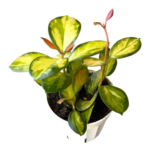 Hopewind Plants Shop Hoya Australis Lisa, Pet Friendly, Live Indoor Plant, Very Unique and Easy to Care Live Plant in 4 inch Pot