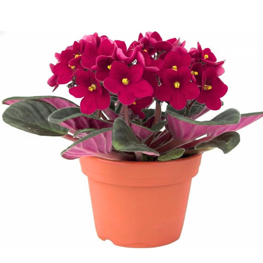 Burgundy Red African Violet Plant, Perennial African Violet Live Plants in 4 Inch Pot, Violets Live Plants Houseplant for Indoor Garden