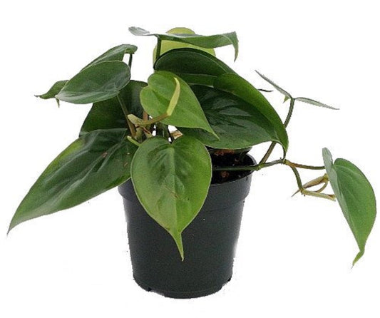 Hirt's Gardens Heart Leaf Philodendron - Easiest House Plant to Grow - 4" Pot