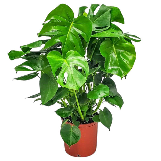Monstera Deliciosa - Swiss Cheese Plant - Overall Height 24" to 28" - Tropical Plants of Florida (Plant + Heat Pack)