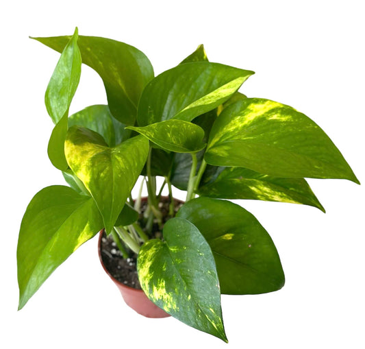 Hopewind Plants Shop Pothos Live Indoor Plant, 4 inch Pot, Variegated White and Green Leaves - Easy to Care for - Perfect for Indoor and Outdoor Home Decor, Office, and Gift (Golden Pothos)