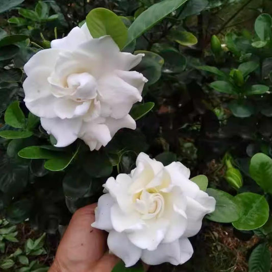 Set 2 of Jasmine Plants Live, Frost Proof Gardenia Plants Live, 5 Inches and 7 Inches Tall