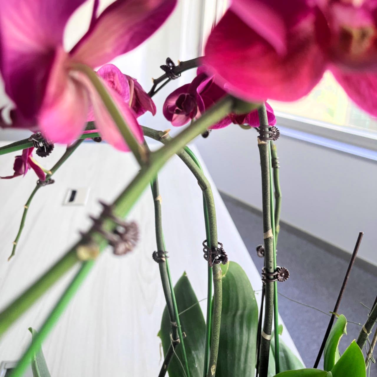 24 Inch Orchid Stakes Pack of 10, Plant Support Stake Bendable Plant Orchid Stick