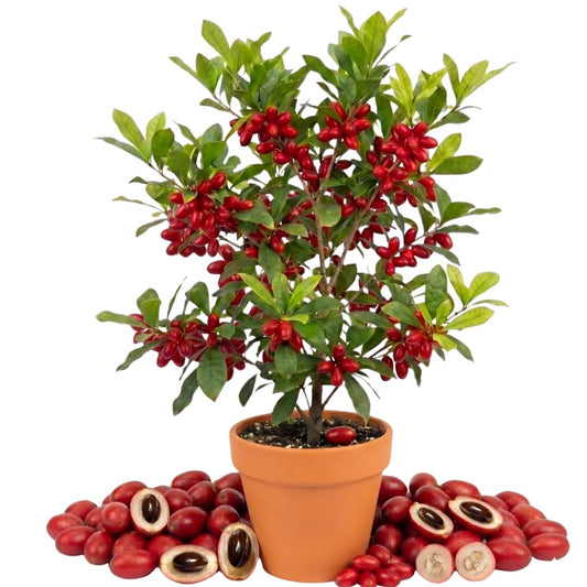 Miracle Fruit Tree Live Plant, Edible Miracle Berry Plants, 1-2 Ft Tal in 3 Gallon Pot for Indoor or Outdoor Planting, No Ship CA