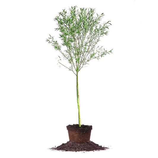 Weeping Willow 5-6'