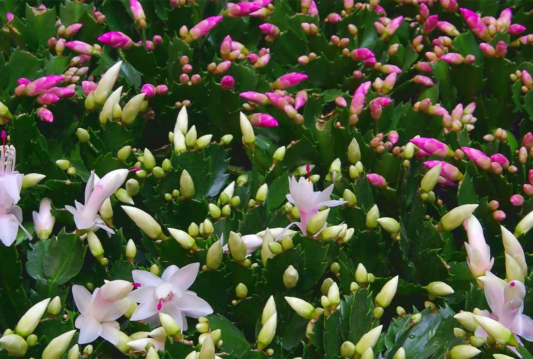 American Plant Exchange Live Christmas Cactus 2-Pack – 4-Inch Pot Cover – Easy Care Flowering Succulents with Festive Blooms for Holiday Home Décor, Kitchens, Offices & Indoor Winter Displays