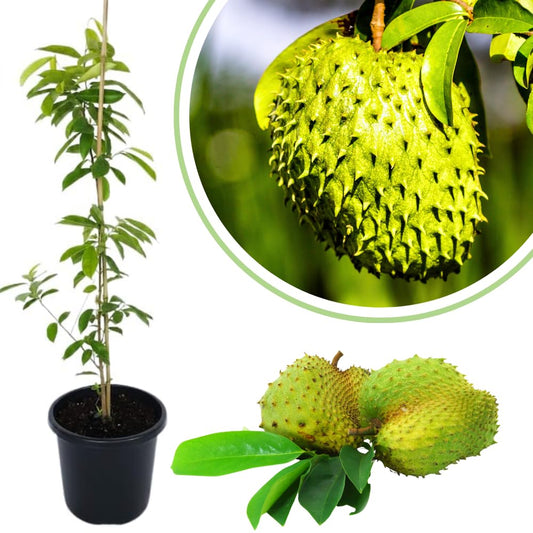 Soursop Tree Live Plant, 3 Feet, Annona Muricata Mountain Soursop Fruit Tree Fully Rooted in 3 Gallon Pot, Tropical Fruit Tree