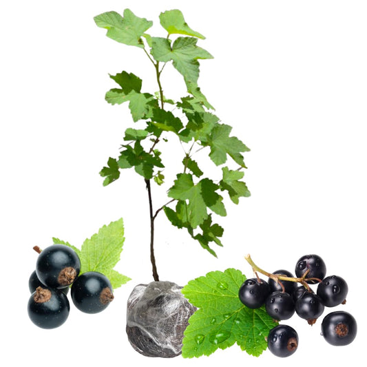 Consort Currant Plant Live Well Rooted 5-9 Inch Tall, Black Currant Bush Live Plant, Currant Berries