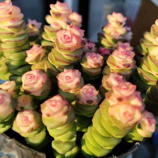 Crassula String of Buttons Live Plant | Compact Trailing Succulent in 2 Inch Pot | Plant for Home Office, Wedding Hanging Decoration & DIY Projects
