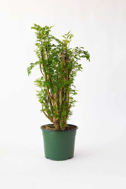 Ming Aralia Tree Plant 6" Grower Pot by JMBamboo