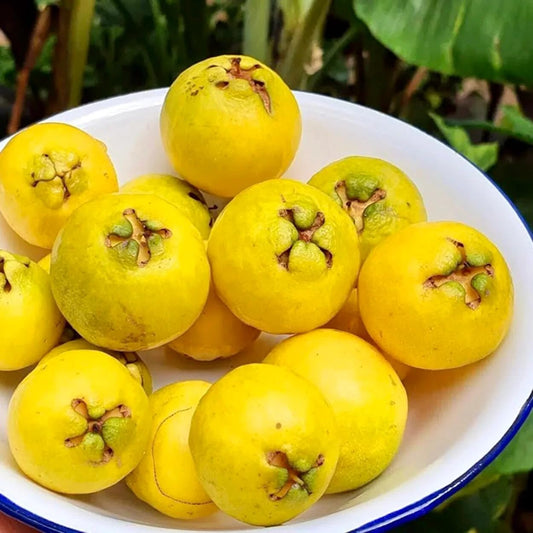 Live Plant - Strawberry Yellow Guava Tropical Fruit Tree