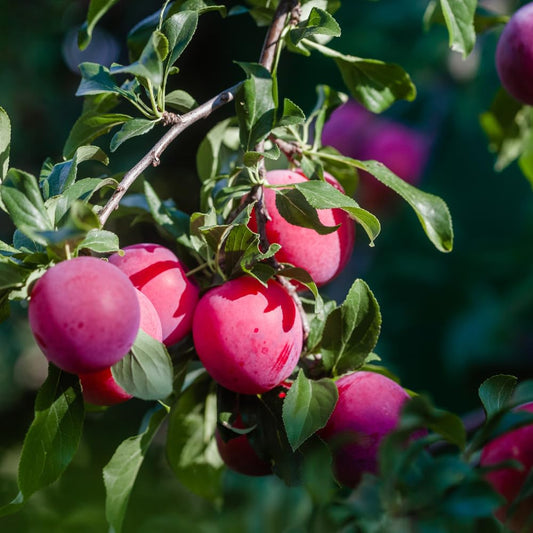 Methley Plum Tree, Grafted Sweet Plum Fruit Tree Live, 3 to 4 Ft Tall, No Ship CA