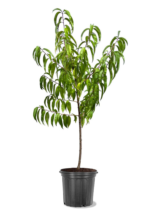 American Plant Exchange Peach Tree 'Ruston Red' – Live Fruit-Bearing Plant, 2-3 ft Tall, 5-Gallon Pot, Cold-Hardy, Peaches for Home Orchards, Backyard Gardens & Edible Landscapes