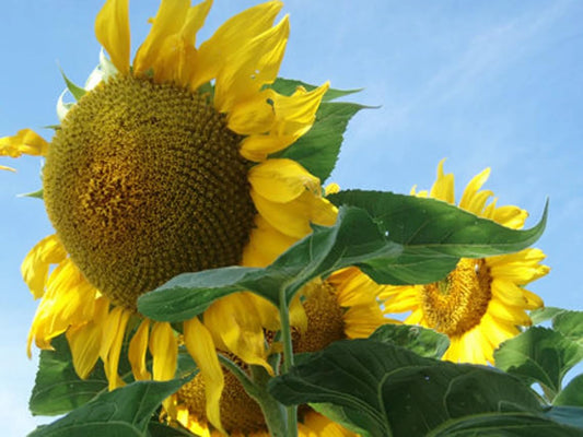 100 Seeds Organic Titan Sunflower Seeds; Helianthus annuus; 12' Tall with Huge 18-24" Heads