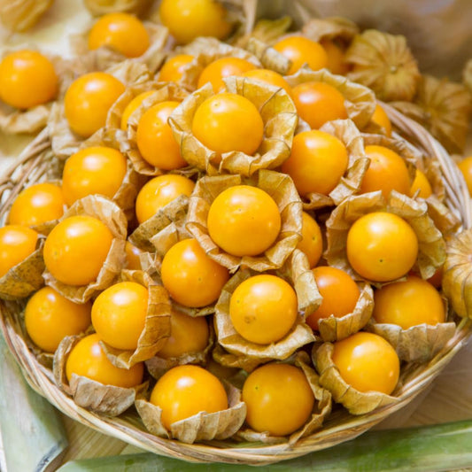 Cape Gooseberry Plant, 4 to 6 Inch Tall Gooseberry Plant Live in 4 Inch Pot, Yellow Fruits Golden Berry Seedling for Garden Outdoors