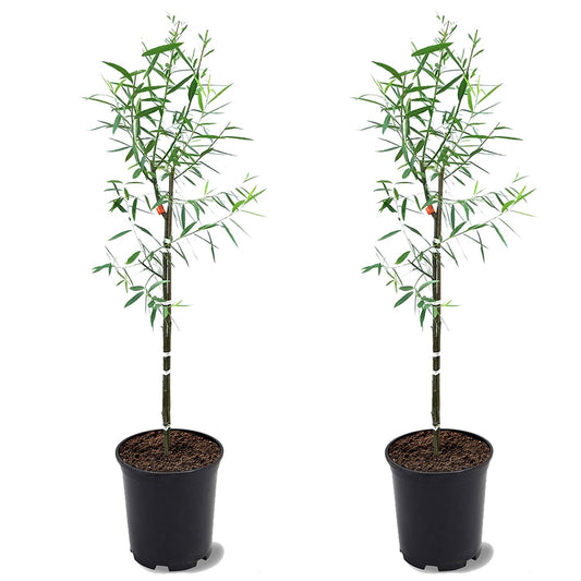 Weeping Willow, Deciduous, Fast-Growing, Shade Tree, 2-3 ft Tree Height, 1 gal Nursery Pot (Due to Agricultural Laws, we Cannot Ship to CA, AZ, AK, or HI), 2 Trees