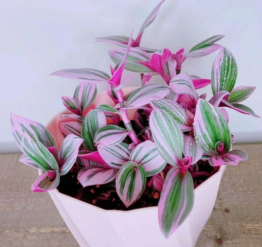 Live Plant - Pink Tradescantia Nanouk Live Plant (Wandering Jew) Indoor House Plant // 2" Pot
