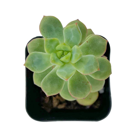 2" Live Succulent Plants Echeveria 'Tango', Mini Potted Succulents, Easy Care Indoor Houseplant, Unique Gifts, Home Office Décor