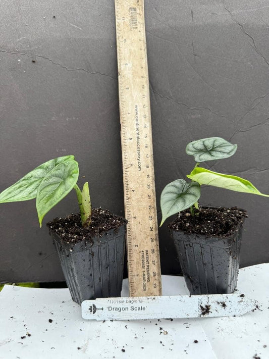 Live Plant - Dragon Scale Alocasia baginda Small Well Rooted Starter Plant