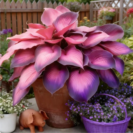 Elephant Ear Bulb Starter for Full Foliage, Outdoor Patio Use