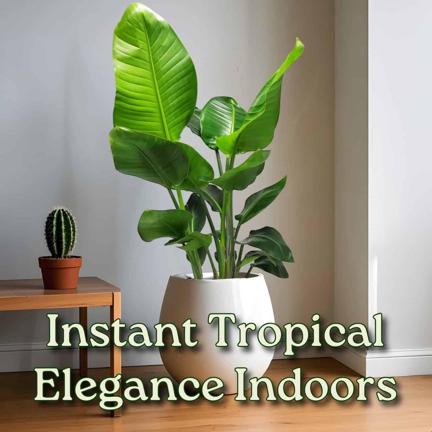 White Bird of Paradise Plant - Live Tropical Foliage Plant - Overall Height 30" to 36" - Tropical Plants of Florida (Plant + Indoor Soil)