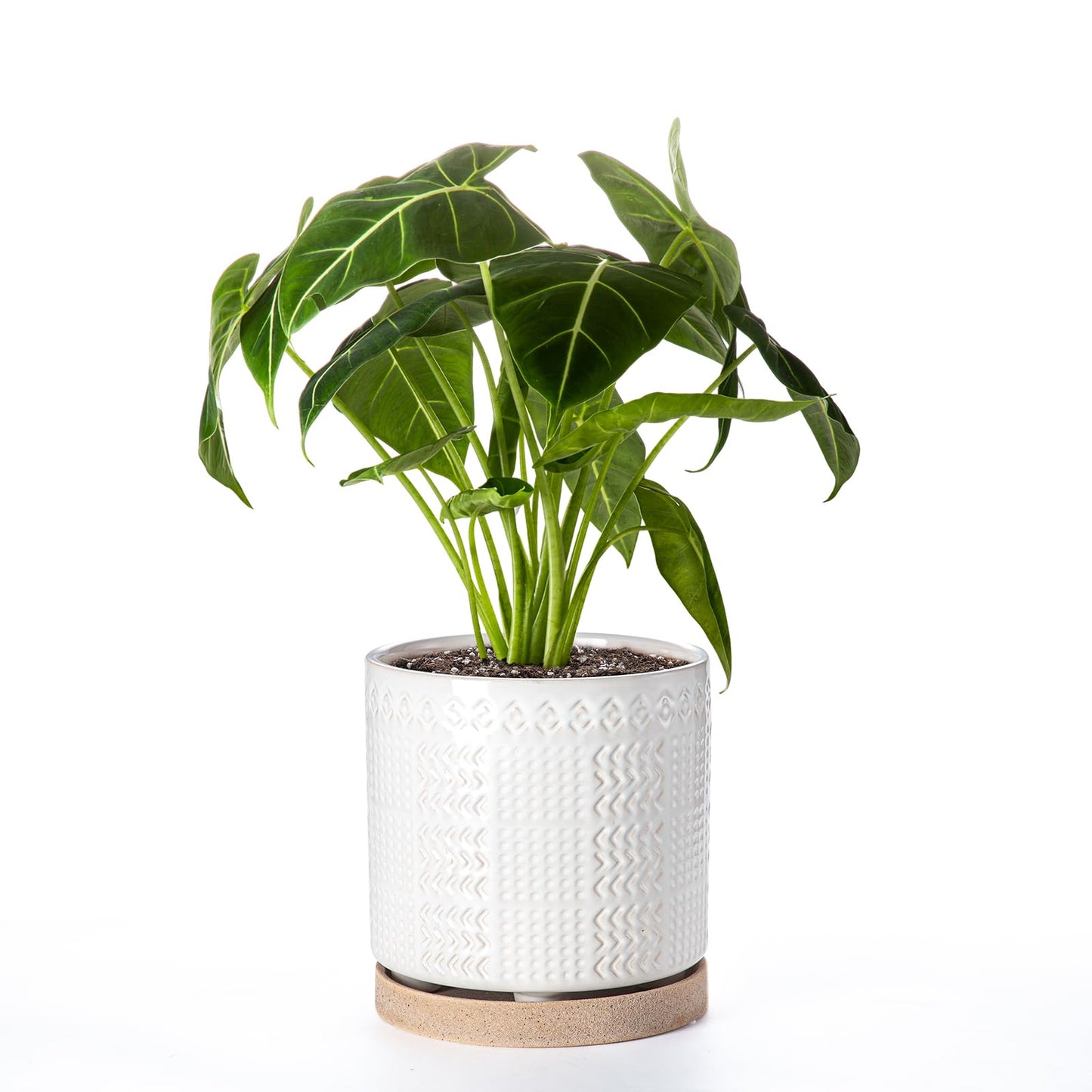 POITONRU Indoor-Outdoor Ceramic Plant Pots: 8 Inch Flower Pots with Drainage Hole & Saucer - Decorative Ceramic Pots for Plants Herbs Succulents - Home Garden Patio Lawn Use