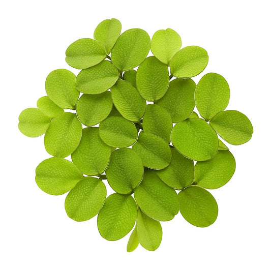 Salvinia Minima 50 + Leaves Live Floating Pond Aquarium Plant Freshwater Tanks Ponds Aquascapes Water Gardens Natural Water Filtration Purifier Easy Care Fast Growing Natural Shade Cover Betta Shrimp