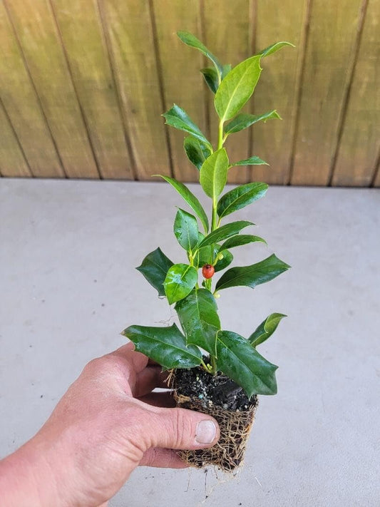 Live Plant - Nellie R. Stevens Holly Tree - Starter Plants