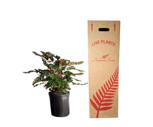 Andersen Farms Calathea Makoyana – 10 Inches Grower Pot – Peacock Plant – Live Air Purifying Indoor Plant with Patterned Green Leaves, Easy Care Tropical Home Décor