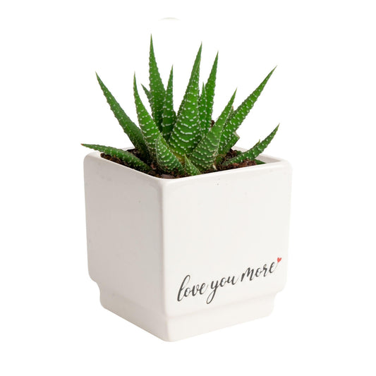 Costa Farms Haworthia, Succulent Live Plant in Decorative Pot, Easy to Maintain Indoor Houseplant, Perfect for Home, Room, or Office Decor, Great House Warming or Birthday Gift, 2.75-6 Inches Tall