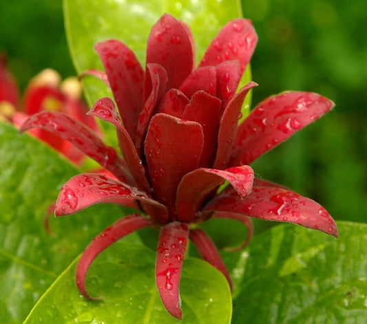 Live Plant - Carolina Allspice/Sweet Shrub - 6-18" Tall Plant - Qt Pot - Calycanthus floridus