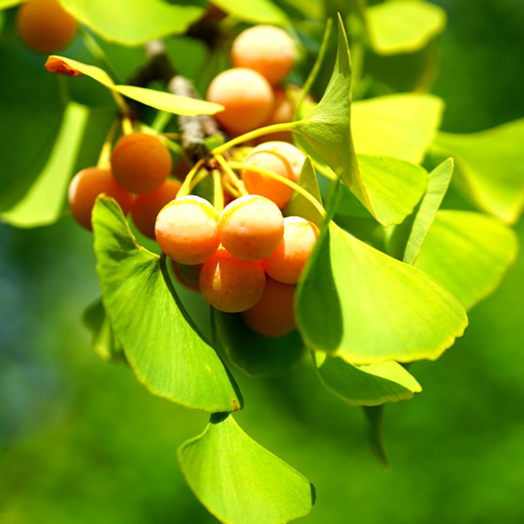 Ginkgo Biloba Tree Live Plant, Maidenhair Tree in Quart Pot, 1 Year Old Ginkgo Tree for Outdoor Planting, Yellow Leaf