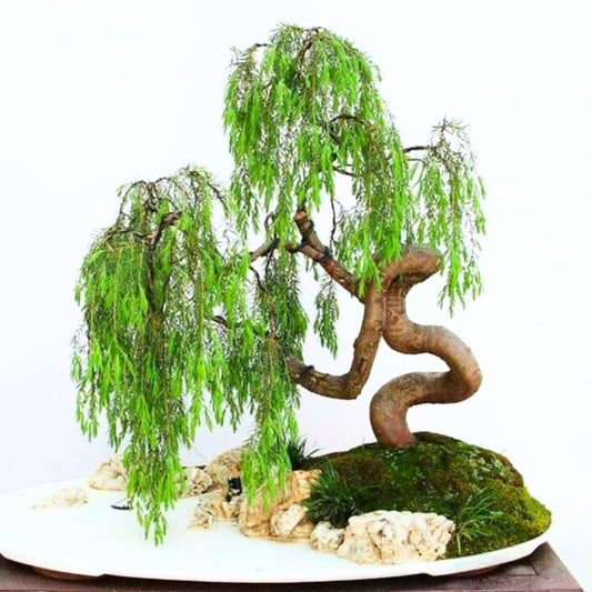 Set of 2 Weeping Willow Bare Root Trees, 1-2 Feet Tall Dormant Live Willow Plants, Fast-Growing Cold-Hardy Shrubs for Outdoor Landscaping