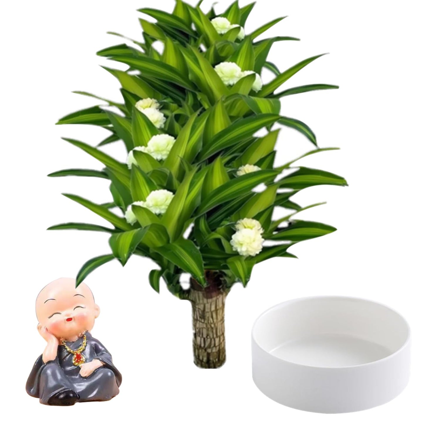 Brazilian Lucky Wood Plant,Brazilian Wood Doesn't Need to Wait to Sprout, Natural Air Cleaner, Suitable for Home Office Desk Decor (Gray)