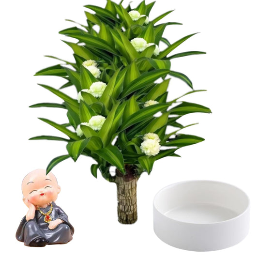 Brazilian Lucky Wood Plant,Brazilian Wood Doesn't Need to Wait to Sprout, Natural Air Cleaner, Suitable for Home Office Desk Decor (Gray)
