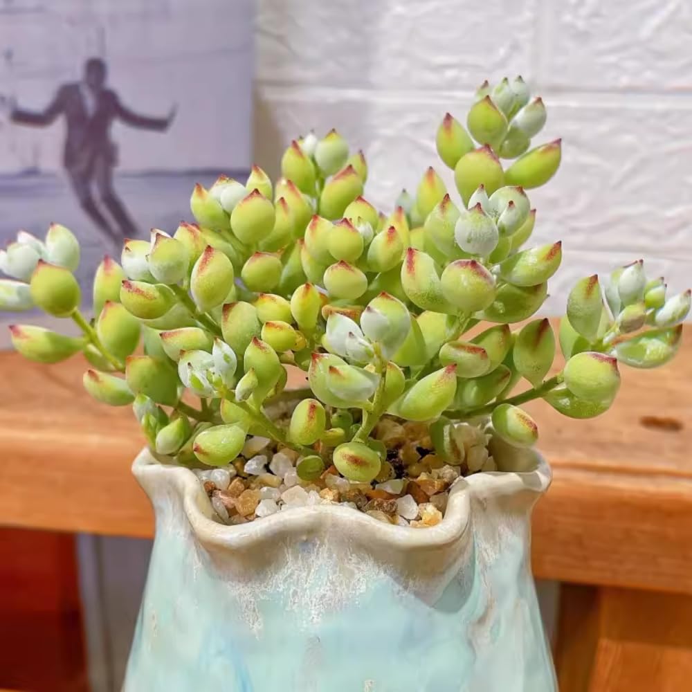 Cotyledon Pendens Succulent Live Plant Potted, Trailing Succulent Rare House Plant for Home Office Decoration, Indoor Outdoor Growing, 2" Pot, Starter Plants