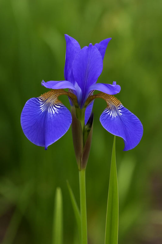 Siberian Iris Roots (Iris sibirica) – Elegant, Hardy Blooms for Borders and Naturalized Gardens (5 Roots)