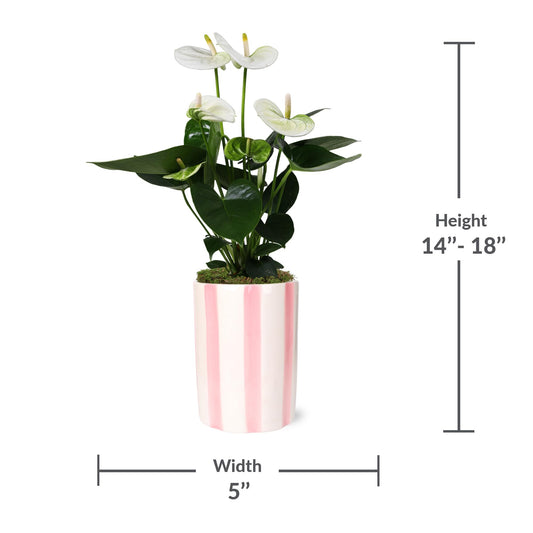 Green Circle Growers 5" White Anthurium in 5" Hollywood-Pink Pot, Live Indoor Plants, House Plant