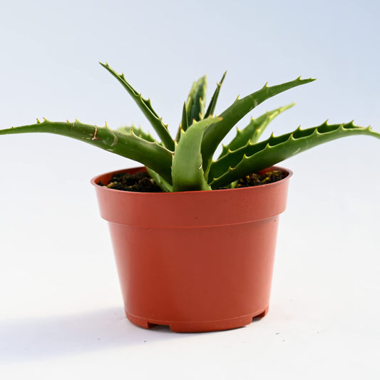 Live Aloe Succulent Plant – Fully Rooted Large 4-Inch Aloe Succulent (Aloe Morning Dew)