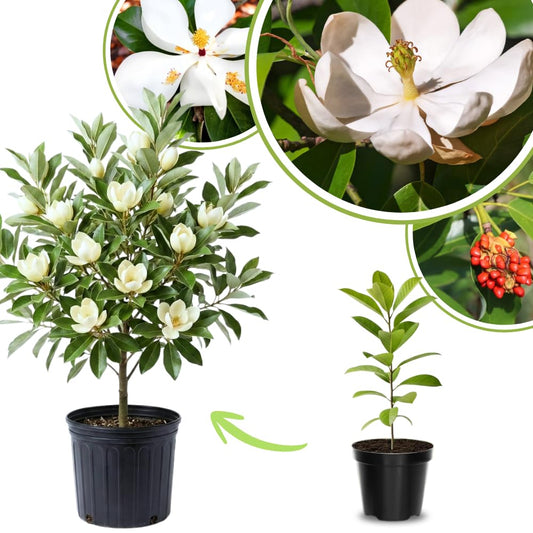 Magnolia Plant Live 6 to 12 Inches Tall, in 2.5 Inches Pot, Magnolia Tree Live Plant, Fragrant Magnolia Flowers (Sweetbay Magnolia)