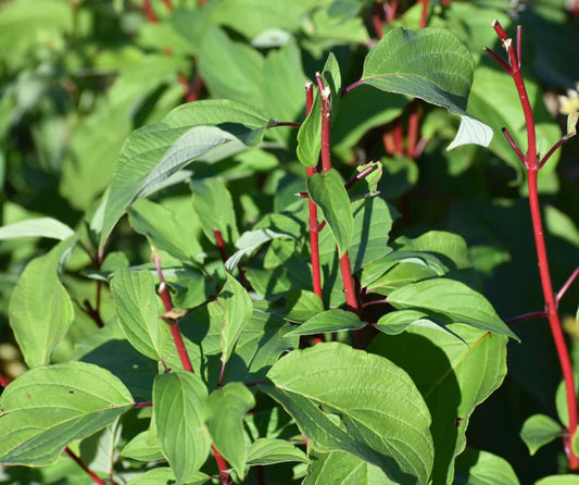Red Osier Dogwood 1 Live Shrub (Cornus sericea) – Native Wildlife Shrub with Red Winter Stems – 1 Gallon Pot, 2–3 ft Plant