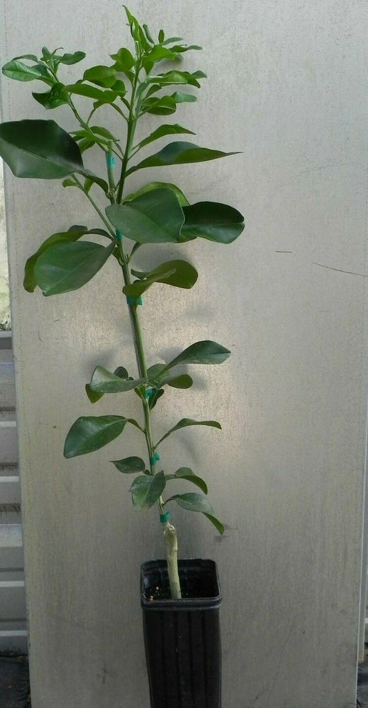 Live Plant - Hirado Buntan Pummelo Tree - 26-30" Tall Live Plant - Gallon Pot - Citrus Maxima
