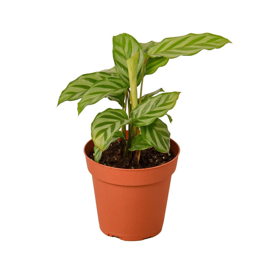 Calathea Coincinna Freddie | Live Plant for Indoor & Outdoor | for Living Room, Office, Bathroom | (4" Pot)