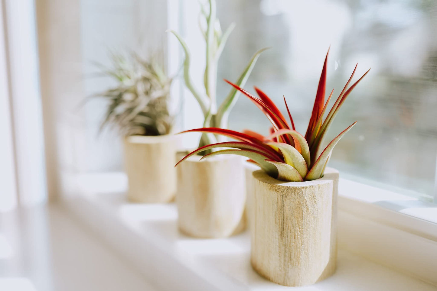 Air Plant Shop 5 Pack Mayan Collection of Tillandsia Air Plants - Wholesale and Bulk - Succulents - Live Tillandsia - Easy Care Indoor and Outdoor House Plants