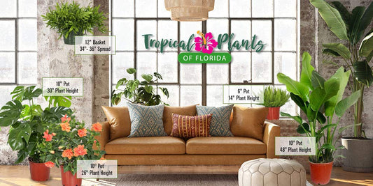Tropical Plants of Florida Alocasia Borneo Giant Live Plant 3 Gallon 10 Inch Nursery Pot, 36 to 44 Inch Tall Elephant Ear Plant, Large Tropical Indoor Outdoor Foliage