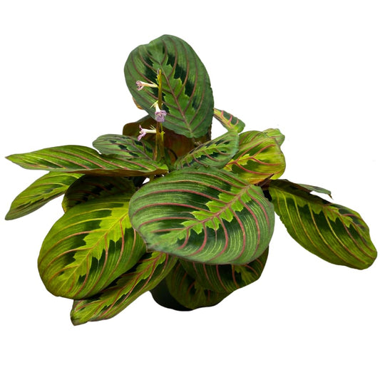 BubbleBlooms Red Veined Prayer Plant Maranta leuconeura in a 4 inch Pot
