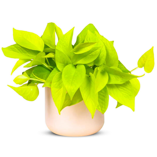 Pothos Neon Live Plant (Devil’s Ivy) – 4″ Bright Chartreuse Variety of Golden Pothos - Low Maintenance Indoor Houseplant - Air Purifying Epipremnum Aureum - Easy Care for Home & Office